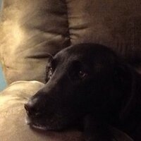 Chloe Socha (@sochachloe) 's Twitter Profile