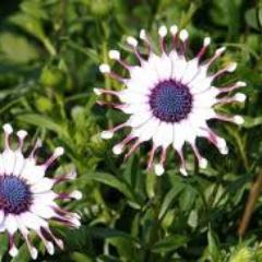 AlanAmanou's profile picture. Action is the foundational key to all success.