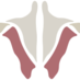 Institute of Human Anatomy (@anatomylab) Twitter profile photo