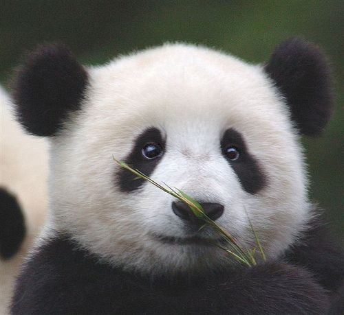 Cute Panda Videos on the Internet! Watch cute pandas on my blog!