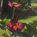 Tracy Papke - @papktra - Twitter