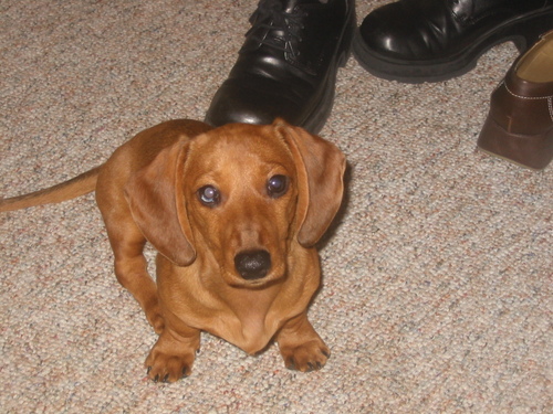 TheMidge's profile picture. Pug Dog mom, Weener dog mom, bird mom, cat mom :)  I love animals. I work with computers and live in a house almost 100 years old.