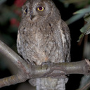 Jorge Bosque - @stefsanto - Twitter