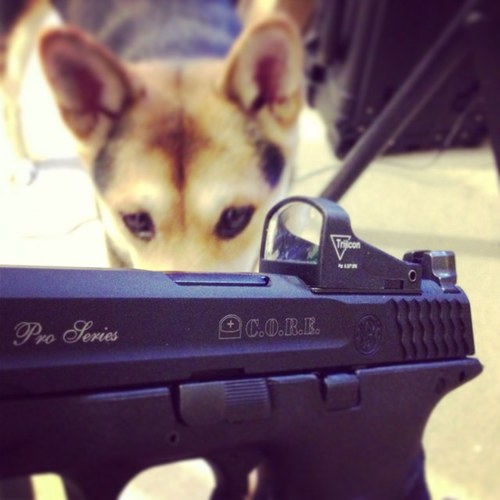 TacticalDogLeo's profile picture. 