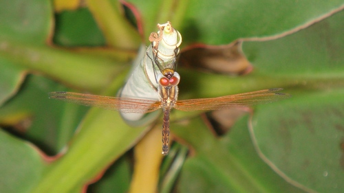 chillicharlie's profile picture. i did'nt get where i am today...