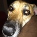 Rumbrgr (@mom23munchkins) Twitter profile photo