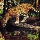 manuel alberto cueva - @04081968cuevas - Twitter