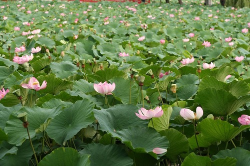 奥州津軽の霊地　猿賀神社公式ツイッターです
春は桜　夏は蓮　秋は紅葉　冬は雪景色
どの季節に訪れても違う顔が見ることが出来ます。