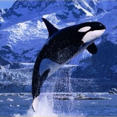 シャチスタ 鯱族 Yazoo758 Twitter シャチスタ 鯱族 Yazoo758 Twitter