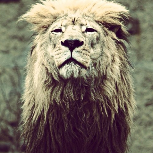 TJ_Gagnon's profile picture. 