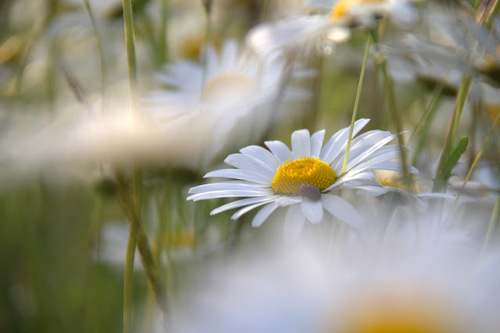 stopelectrosmog's profile picture. Hoog-frequente elektromagnetische straling is afkomstig van o.m. Gsm/Umts/G4 masten, DECT, smartmeter, Wifi en treft ook uw woonomgeving in verontrustende mate.