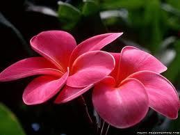 The most beautiful things in the world cannot be seen or even touched, they must be felt with the heart.”