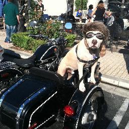 Already a star in his native Venice Beach, Mijo the motorcycle sidecar dog is now taking the entertainment world by storm.