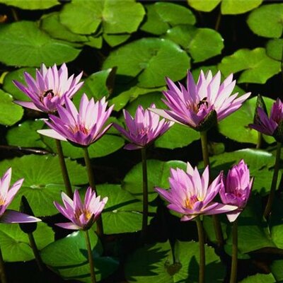 志智 弘 厄災 も 災厄 も同じ意味 らしいのだが 前者は広辞苑とか大辞林のような大辞書には掲載されているが常用の一般辞書には後者のみが掲載されている 最近のメディアでは一般の辞書に載っていない前者が多用されているのは何故だろう