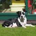 Pudsey Amber (@pudseyamber) Twitter profile photo