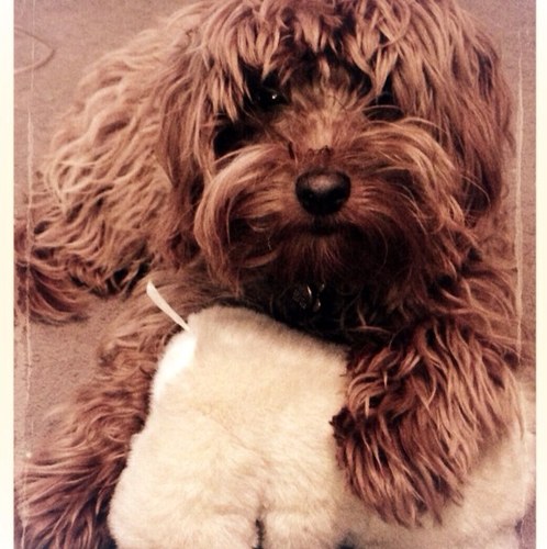 Its official. I am the cutest dog in the world. Aged 13 weeks as I write, I am proficient at sitting, standing, and lying down...for treats, of course.
