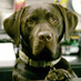Acorn Pet Supplies (@acornpetshop) Twitter profile photo Acorn Pet Supplies (@acornpetshop) Twitter profile photo