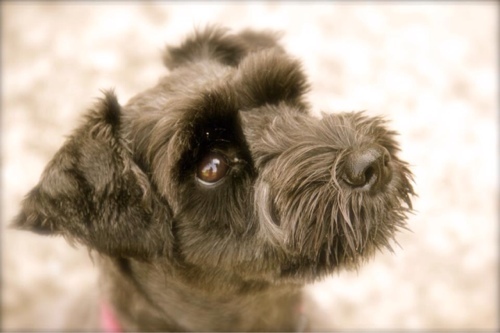 Buffy_The_Dog's profile picture. Keeping my twitter handle, no longer on twitter 👻