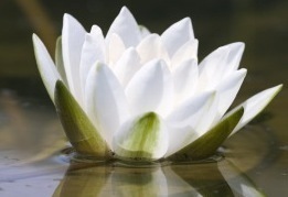 jhalak_g's profile picture. شاید ہم بھی انشاٴ جی جیسے ہیں کہ ہم کو سکوں سے کوئی مطلب نہیں، ہر دم کوئی تصویر،شبیہہ یا زاویہ بےکل رکھتا ہے۔ آپ سے کہہ سنانے کا جی چُرایا