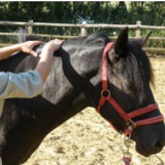 Equine sports massage. Rider massage. Horse and rider reiki. Riding assessments and lessons. Equine psychology lessons and groundwork sessions.