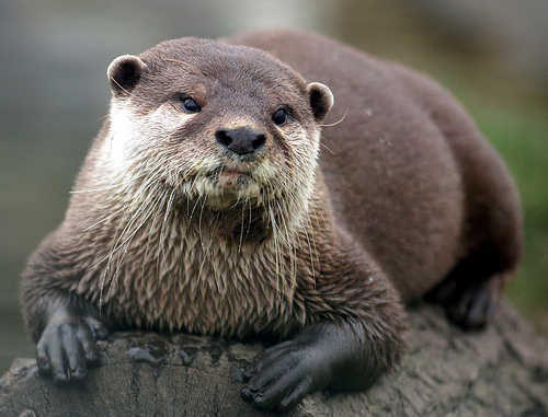 Just an honest otter, trying to make a living