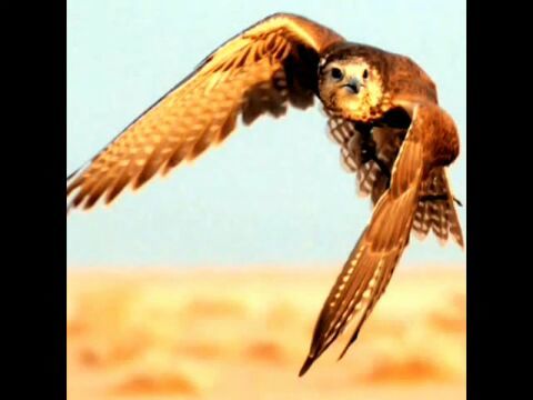 jr45251's profile picture. ‏ كن من تريد ان تكون فاليوم تمشي فوق الارض وغدآ مدفون والامل دائمآ موجود فلا حياه بلا :امل: