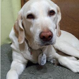 さいたま生まれの埼玉育ち😃
盲導犬と歩きだして18年目の主婦
2020㋂から3頭目 ✨日盲ユーザーになりました😉
初めての男の子♡
これが可愛い😍