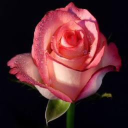 Luxuryrose Cosmetics TM...A Cosmic Transformation...We Believe Everyone Can Be Beautiful