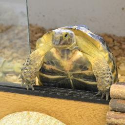 I am Percy, the resident tortoise of University College, Oxford. I live in the Porter's Lodge and have many a tale to tell....