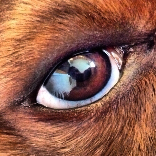 GoxaWest's profile picture. 