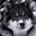 Emily Wickham - @Thorns325 - Twitter