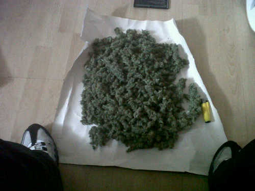 Bluntblowin013's profile picture. Chillin as a scouser should. Blunt blowin !! #stonernation #highasfuck #uk420 #scouser #evertonfc
