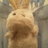 うさひろのアイコン