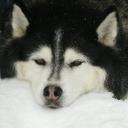 Peter Edgar - @Nookiethedog - Twitter