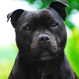 The most handsome Staffy you will ever see - Rescued by @StaffyB_Home & Loved by All!