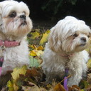 velma young - @velmayoung7 - Twitter