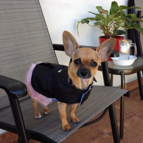 LLabaut's profile picture. 