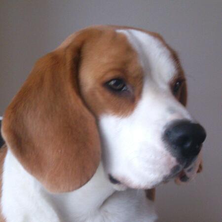 Named after Ian Rankin's Inspector Rebus I was born 1st May 2012, a Rhiconich Beagle living in Fife with my human Mum Dad.