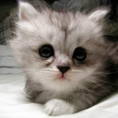 socute055's profile picture. ‏لطيفه اوى ومش بحب المعقدين....وفى نفس الوقت محترمة جدا....احترمنى احترمك