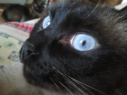 estaba el señor don gato,sentadito en su tejado miamiamia miau miau miau ,sentadito en su tejado
