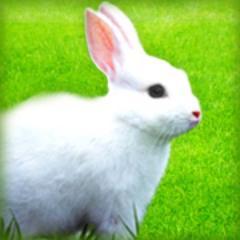 RabbitPedigrees's profile picture. Rabbit Pedigrees - rabbit pedigree software, custom pedigree designs and information.