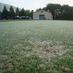 UMass Turf Pathology (@umassturfpath) Twitter profile photo