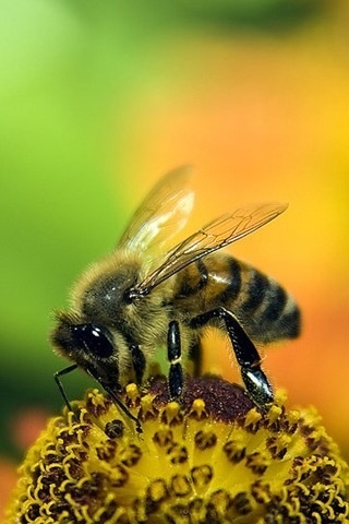blessedbybees's profile picture. Blessed by bees and honey!