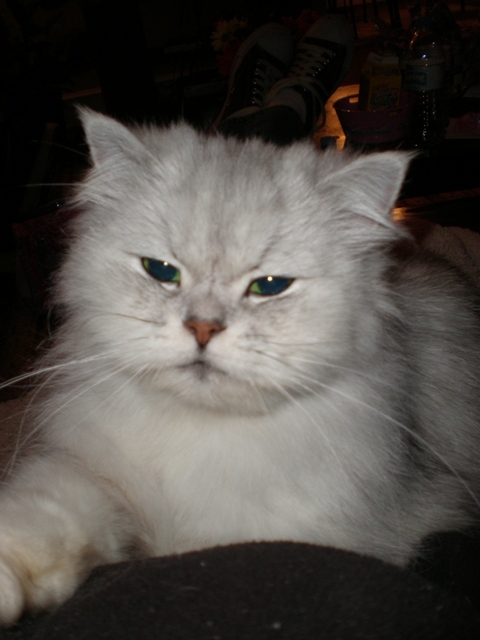 I'm a persian cat and I eat only the fanciest of feasts