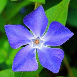 Writer-Poet, SCBWI,  Choral Singer, Genealogist, Lover of Nature, Believer, Deeply Connected to Family & Friends.

 Seeing the Good . . .Seeking the Great!
