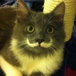 sou o gato chapadão me segue e ganha um charutão.
