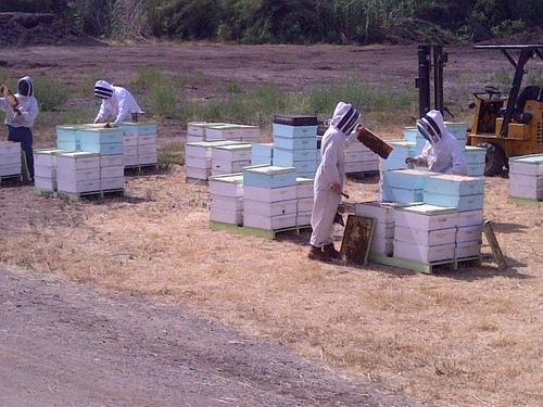 Producing and packing the highest quality honey in Ventura County!