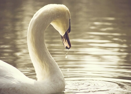 virginiacarty's profile picture. 