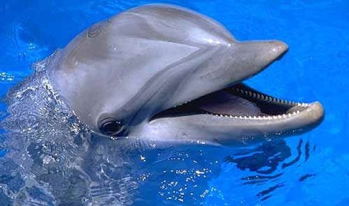 EEEEEE EEE E E EEEEE EEEEEEE Dolphin_says@hotmail.com