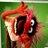patopombo's profile image
